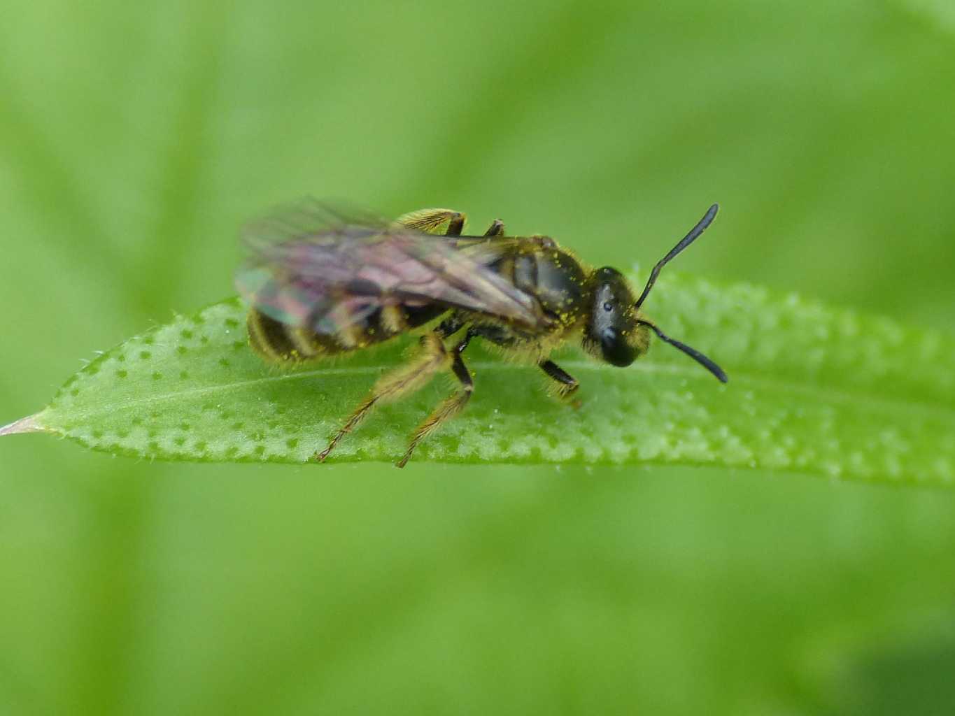 Andrena sp., maschi  e  Apidae Halictinae